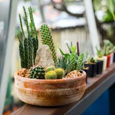Cactusstore, wide variety of cacti and seeds in the us. Cactus Seeds Cacti Garden Mix Flower Seeds