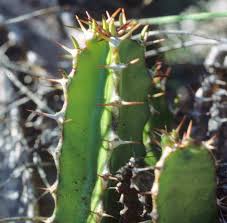 Image result for Cynanchum mulanjense