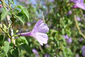 Image result for Ipomoea carnea