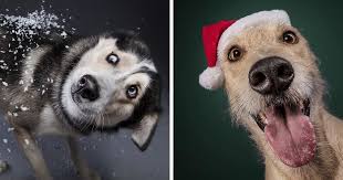 See more ideas about christmas pictures, christmas dog, dog christmas pictures. My 19 Festive Photos Of Dogs Ready For Christmas Bored Panda