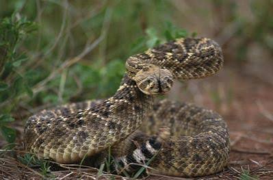 Western Diamondback Rattlesnake