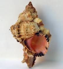 Image result for Phylohydrax