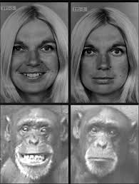 Perceived differences between chimpanzee (Pan troglodytes) and human (Homo  sapiens) facial expressions are related to emotional interpretation.