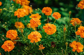 Hi guys, do you know of any websites to buy marigold flowers? Incredible Meaning And Symbolism Of Marigold Flower You Should Know Florgeous