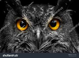 Big Black And White Bird With Yellow Beak Black And White Portrait Owl With Big Yellow Eyes Image Photo Black And White Portraits Yellow Eyes Portrait