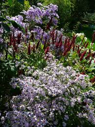Notre Jardin Secret Histoire D Asters Pflanzen Und Garten