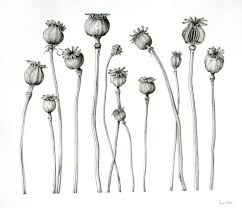 Black And White Botanical Prints Sue Vize Sba Botanical Artist And Tutor Flower Drawing Tumblr Botanical Illustration Black And White Botanical Illustration