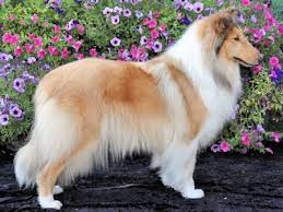 american collies switzerland collie hund collie hunde