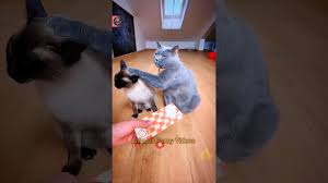 Kitty Reaction Video Archives | Cat Boarding Hotel Laguna, Mission Viejo,  Anaheim, Santa Ana, CA | Cats Luv Us