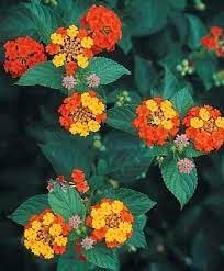Pin On Perennials Shrubs Bulbs