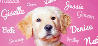 The Science Of Choosing A Dog S Name Modern Dog Magazine