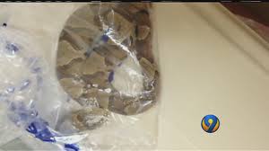 Man recovering after bit by copperhead at Denver Lowe's