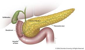 Image result for pancreas location