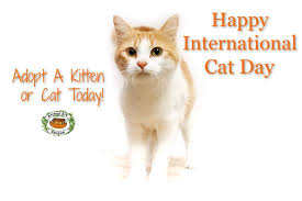 If you don't have a cat, you may not get what all the fuss is about. Animal Ark Rescue On Twitter Happy International Cat Day Celebrate By Adopting Today Photo By Kwargo Internationalcatday Cat Kitty Meow Purr Adoptdontshop Https T Co Essogbvii3