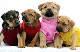 There are also questions about how many. How To Work Out How Much Your Pet Costs Stuff Co Nz