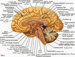 أجزاء الدماغ البشري Corpus Callosum Plexus Products Occipital