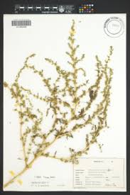 Image result for Amaranthus praetermissus