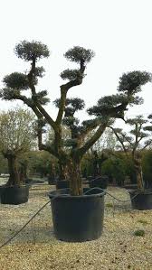 Cloud Pruned Olive Pruning Olive Trees Cloud Pruning Garden Design