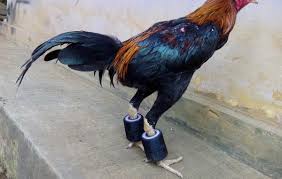 Bentuk dan model kaki ayam petarung pukul saraf/ko : Cara Melatih Ayam Bangkok Pukul Saraf Cara Golden