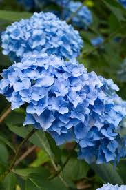 Image result for Hydrangea