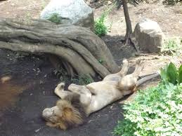 現在の上野動物園には、ライオンが不在である ことが分かりました 実は、 昨年１１月に インドライオン の オスの「モハン」 （１７歳）が、 心筋梗塞で亡くなった そうでした…。 ä¸Šé‡Žå‹•ç‰©åœ' ãƒ©ã‚¤ã‚ªãƒ³ ã‚´ãƒªãƒ© è±¡ Good Bad Ugly