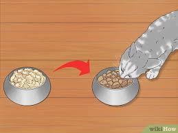 How To Treat A Cat With Bloody Diarrhea Wikihow