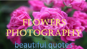 We share over 300 creativity and these quotes by some of world's the most influential artists and creative people are mostly true while. Flowers Photography With Beautiful Quotes Canon Eos 750 D Youtube