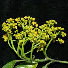 Image result for Rinorea laurentii