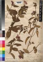 Image result for Melastomastrum segregatum