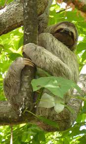 Costa Rica Rainforest Rainforest Animals Costa Rica Animals Amazon Rainforest Animals