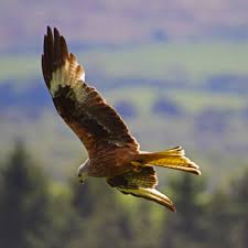 Bird With Red Head And Brown Body Red Kite Red Kite Bald Eagle Birds Of Prey