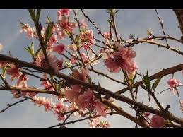 Flowering of the peach tree with the sierra la pila in the background in the region of murcia. Peach Tree Timelapse Feb 25th Through Sept 4th 2017 Youtube