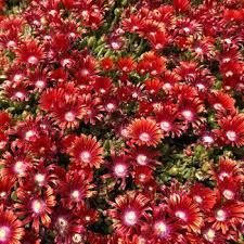 Image result for Delosperma mahonii