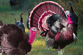 Wild Birds That Look Like Turkeys A Kind Of Family Of Turkey Or Giniafoule Melegrididae The Weight Of Which Is 10 15 Kg When This Bird Is First Seen I Turkey Bird Turkey History Turkey Chicken
