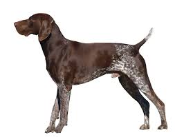 The german longhaired pointer glp is closely generically related to its cousin the german shorthaired pointer. German Shorthaired Pointer Breed Information Characteristics Heath Problems Dogzone Com