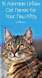 Black And White Kitten Names Unisex Coming Up With Unisex Cat Names Is A Lot Harder Than It Seems Right Sure There Are A Million Darling Male Cat N Cute Cat Names Cat Names Kitten Names Unique