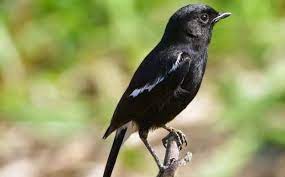 For your search query decu kembang gacor mp3 we have found 1000000 songs matching your query but showing only top 10 results. Harga Burung Decu Lengkap 2019 Hobi Burung