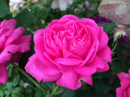 Maybe you would like to learn more about one of these? Gorgeous Roses From Chelsea Flower Show The English Garden