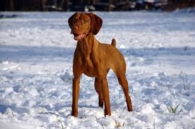 Image result for maďarský krátkosrstý ohař