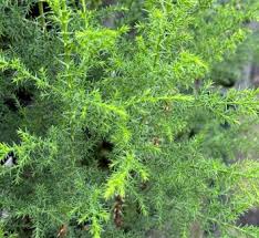 Image result for Cupressus funebris