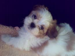 Shizi gou) is a breed of dog available in nintendogs and its 3ds sequel. Imagini Caini Shih Tzu