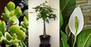 The jade plant is commonly known as a money tree in feng shui because of its round leaves which is a symbol of good fortune. 10 Plants That Attract Good Luck Prosperity And Fortune Lucky Plants