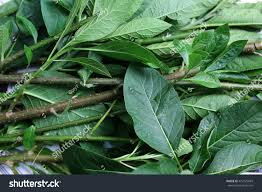 Image result for Vernonia amygdalina