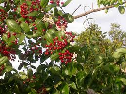 Image result for Psorospermum baumii