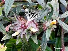 Image result for Stylosanthes guianensis