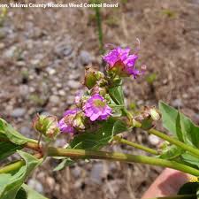 Maybe you would like to learn more about one of these? Washington State Noxious Weed Control Board
