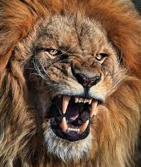 Pin By William Fisher On All Creatures Great Small Lion Head Tattoos Lion Photography Lion Pictures
