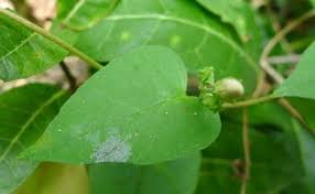 Image result for Jacquemontia paniculata