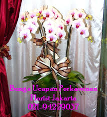 Mengawali hari dengan mengucapkan selamat pagi kepada seseorang sudah sangat lumrah dilakukan. Bunga Anggrek Bulan Phalaenopsis Orchid Bunga Ucapan Selamat Dan Sukses 0822 99148647