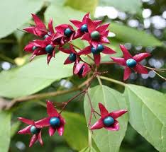 Image result for Clerodendrum abilioi